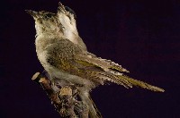 藏品(烏頭翁)的圖片